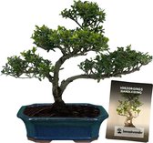 Bonsaiwonder - ILEX - Bonsai boompje - Voor buiten - Hoogte: 35cm, Ø 20cm - Inclusief sfeervolle keramieken pot