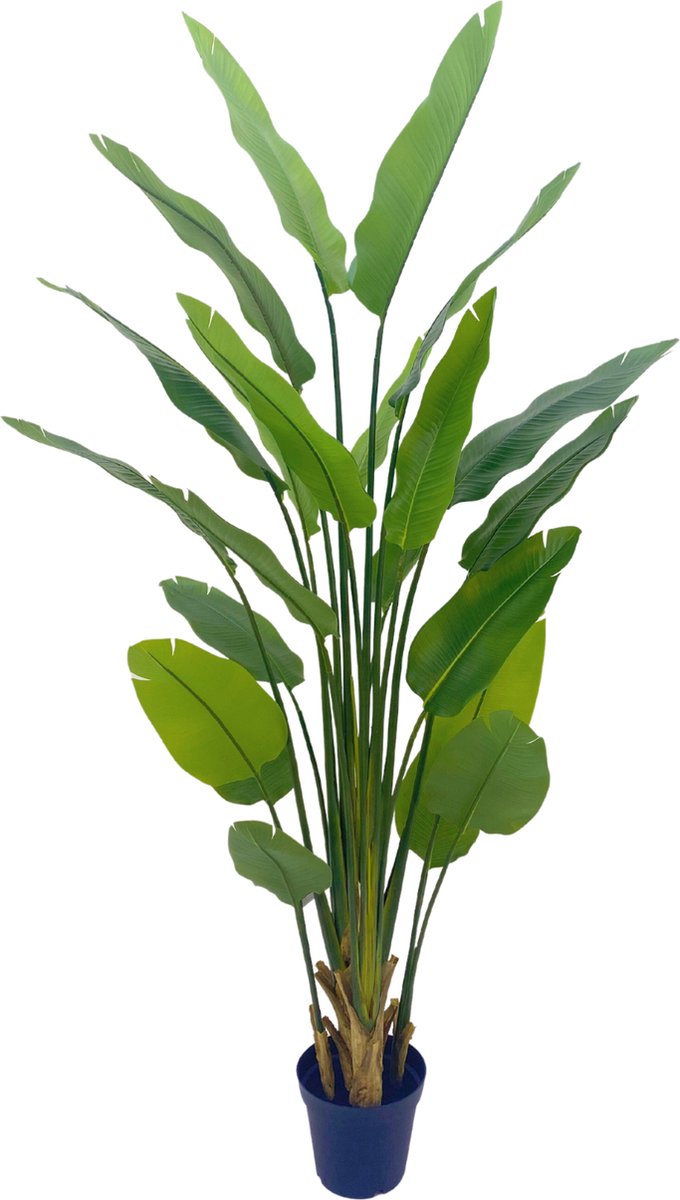 PrettyPlants Strelitzia Kunstplant 210cm Goud