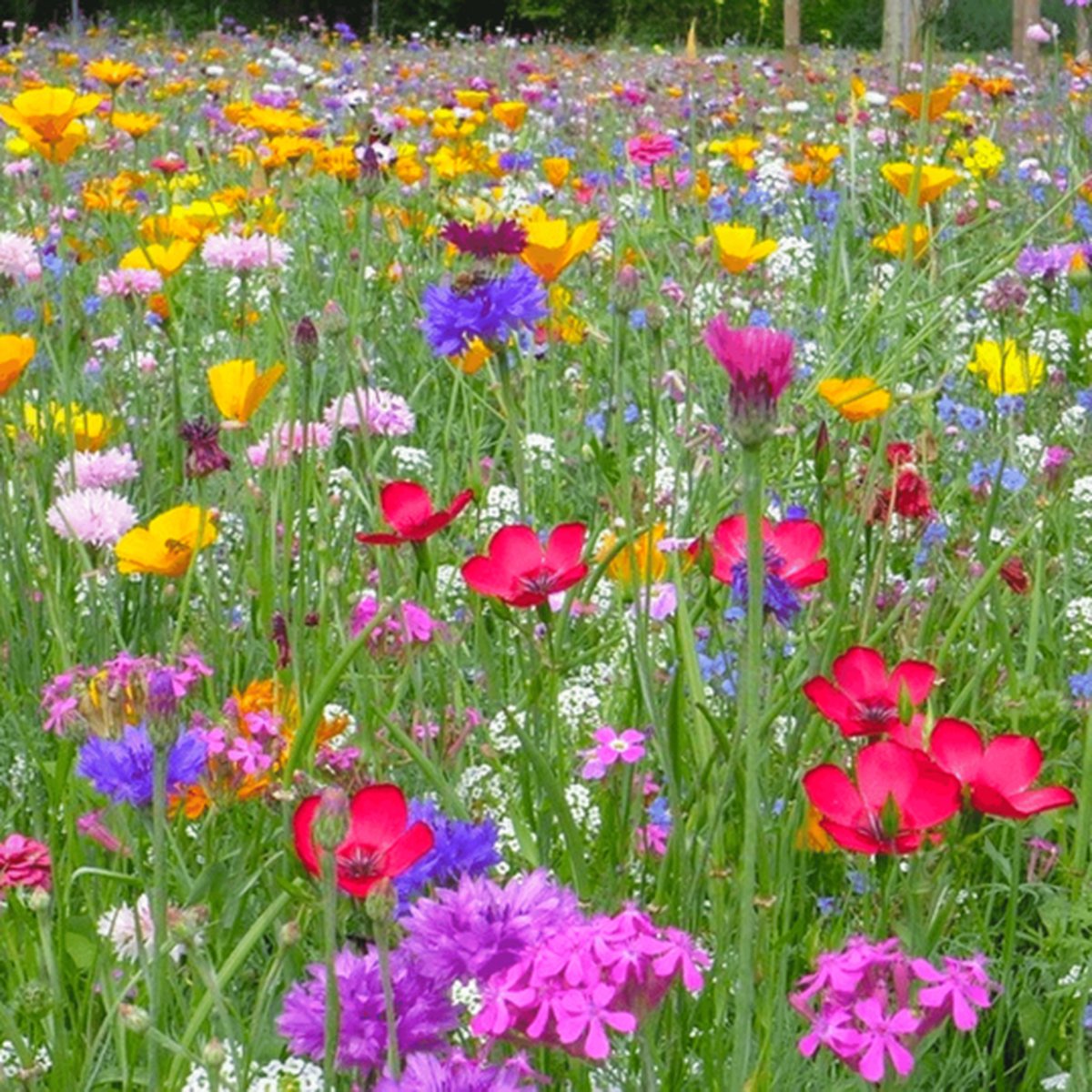 Buzzy Wildbloem Zaden - Zeker Voor 125 m2 - Wildbloemen - Budget Sinterklaas - Kerst Cadeautjes - Garden Select