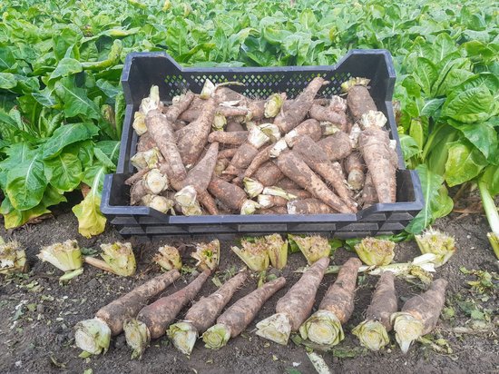 Witloofwortelen netzak +-9kg - Witlofpennen