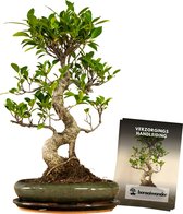 Bonsaiwonder - Ficus Dakou Suru - Bonsai boompje - Binnen bonsai - Ficus retusa - Hoogte: 45cm, Ø 24cm - inclusief keramieken onderschaal - met Verzorgingshandleiding