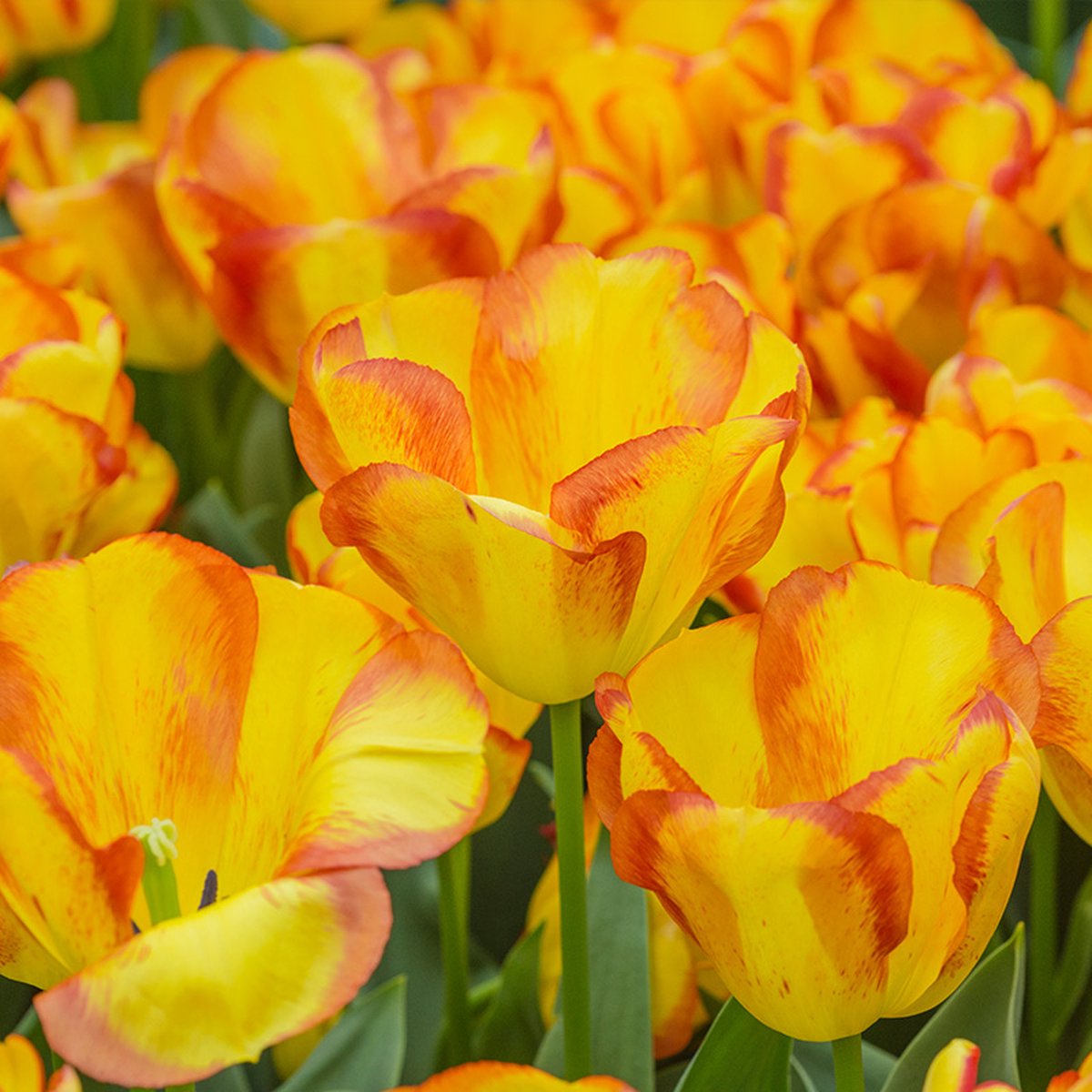 Tulp Outbreak® | 10 stuks | Geel | Tulpenbollen | Geschikt voor Pot