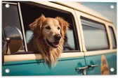 Tuinposter – Golden Retriever Hond uit Raam van Blauw Busje - 60x40 cm Foto op Tuinposter (wanddecoratie voor buiten en binnen)