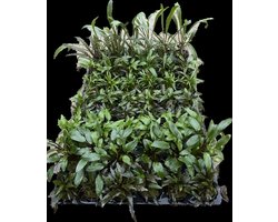 Cryptocoryne mix 3 stuks Aquariumplant - Aquarium decoratie - Moerings