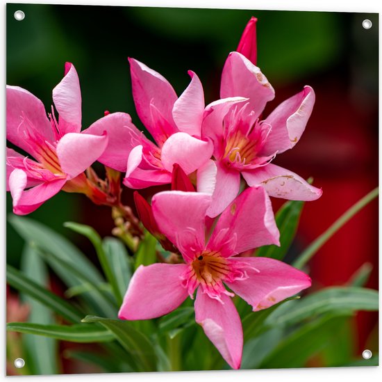 Tuinposter – Bloemen - Roze - Bladeren - Natuur - 80x80 cm Foto op Tuinposter (wanddecoratie voor buiten en binnen)