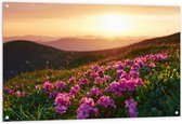 Tuinposter – Roze Bloemenveld boven aan de Berg bij Zonsondergang - 120x80 cm Foto op Tuinposter (wanddecoratie voor buiten en binnen)