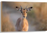 Hout - Vooraanzicht van Antilope op Bospad - 90x60 cm - 9 mm dik - Foto op Hout (Met Ophangsysteem)