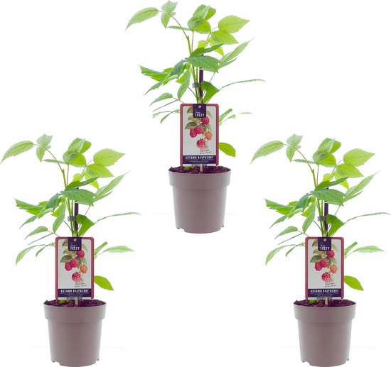 Framboos 'Aroma Queen' (Rubus idaues) kleinfruit fruitstruik zelf