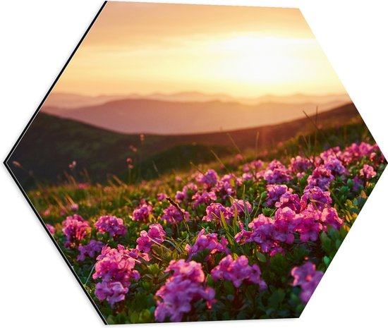 Dibond Hexagon - Roze Bloemenveld boven aan de Berg bij Zonsondergang - 50x43.5 cm Foto op Hexagon (Met Ophangsysteem)