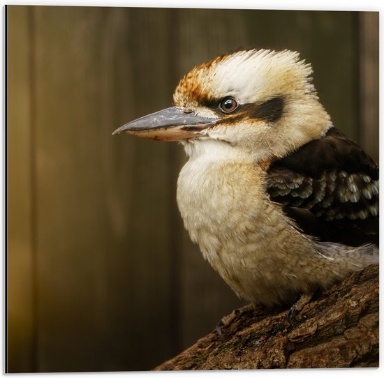 Dibond - Zijaanzicht van Lachende Kookaburra Vogel op Boomstronk - 50x50 cm Foto op Aluminium (Wanddecoratie van metaal)
