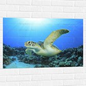 Muursticker - Zwemmende Zeeschildpad bij Koraal op Zeebodem van Heldere Oceaan - 90x60 cm Foto op Muursticker