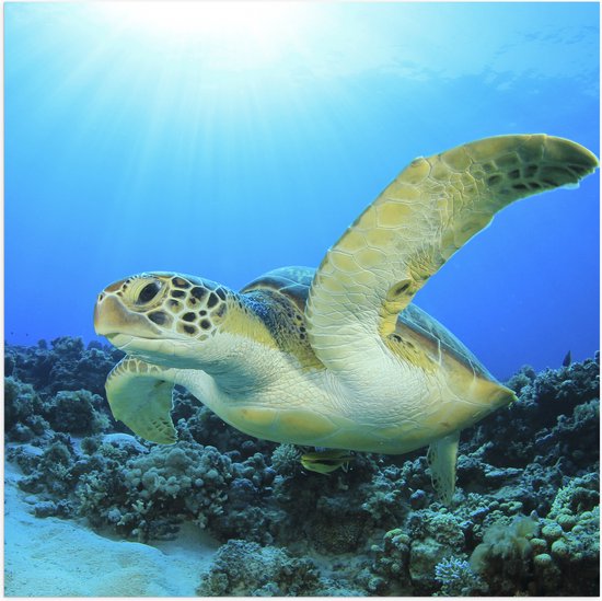 Poster Glanzend – Zwemmende Zeeschildpad bij Koraal op Zeebodem van Heldere Oceaan - 50x50 cm Foto op Posterpapier met Glanzende Afwerking
