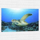 Muursticker - Zwemmende Zeeschildpad bij Koraal op Zeebodem van Heldere Oceaan - 105x70 cm Foto op Muursticker