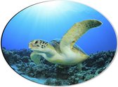 Dibond Ovaal - Zwemmende Zeeschildpad bij Koraal op Zeebodem van Heldere Oceaan - 40x30 cm Foto op Ovaal (Met Ophangsysteem)