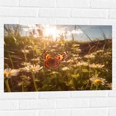 Muursticker - Bloemen - Madeliefjes - Vlinder - Kleuren - 75x50 cm Foto op Muursticker