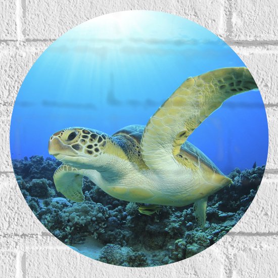 Muursticker Cirkel - Zwemmende Zeeschildpad bij Koraal op Zeebodem van Heldere Oceaan - 30x30 cm Foto op Muursticker