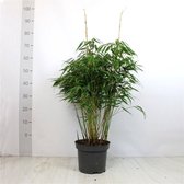 Fargesia robusta 'Pingwu' C7.5 80-100 cm