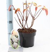 1 stuk(s) | Hydrangea paniculata 'Silver Dollar' C2 25-30 cm