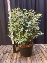 Elaeagnus ebbengei - groenblijvende olijfwilg 125-150 cm in pot 35 liter