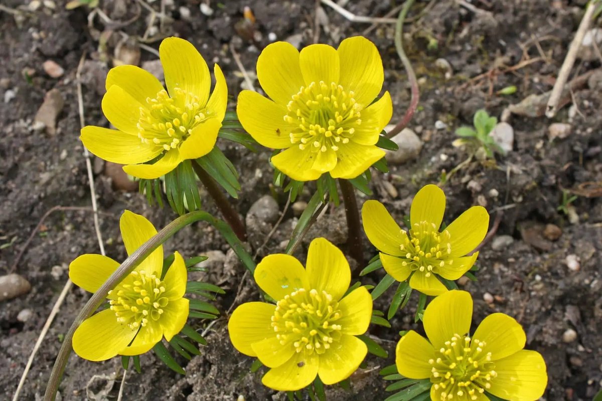 Eranthis cilicica 15 stuks winterakoniet