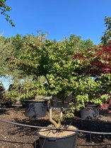 Parrotia persica- Perzisch ijzerhout 125-150 cm in pot 135 liter