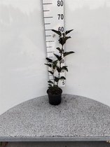 Physocarpus opulifolius 'Red Baron' C2 30-40 cm