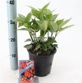 Aucuba japonica 'Rozannie' C2 30-40 cm