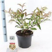 Viburnum hillieri 'Winton' C3 25-30 cm