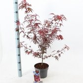 1 stuk(s) | Acer palmatum 'Shaina' C3 50-60 cm