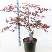 1 stuk(s) | Acer palmatum 'Bloodgood' C10 60-80 cm