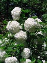 Viburnum opulus C2 60-80 cm