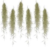 Plant in a Box - Set van 6 Tillandsia Usneoides 'Baard tillandsias' - Luchtplantjes - Kamerplanten - Decoratie - Hoogte 25-50cm