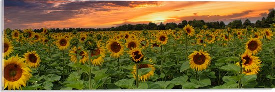 Een panorama van een zonnebloemveld bij zonsondergang met een oranje en paarse lucht.