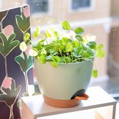 20 cm plantenpotten binnen, 6-pack zelfbewaterende plastic bloempotten met afvoergaten schotel en reservoir, voor binnen buitenplanten bloemen vensterbank tuinen, groen