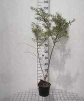 Hippophae rham. 'Leikora' - Duindoorn 50-60 cm in pot