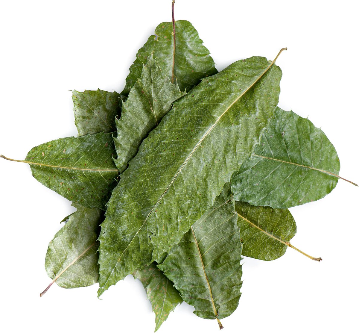 Goedkoopste Kastanje Heel Blad