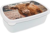 Broodtrommel Wit - Lunchbox - Brooddoos - Koe- Schotse hooglander - Hoorns - Bruin - Landschap - 18x12x6 cm - Volwassenen