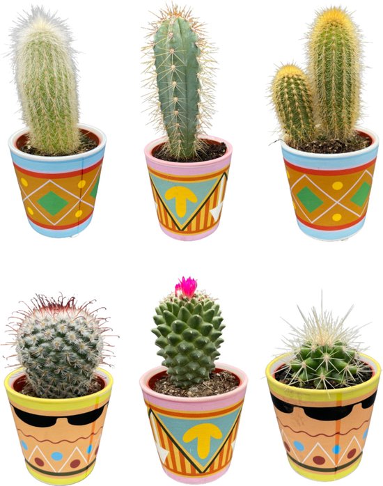 Cactus24 - Mix Van Planten - 10 Cm - Ø 6.5 - 6 Stuks