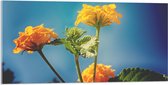 Acrylglas - Oranje en Gele Wisselbloemen voor Heldere Lucht Achtergrond - 100x50 cm Foto op Acrylglas (Met Ophangsysteem)
