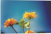 Acrylglas - Oranje en Gele Wisselbloemen voor Heldere Lucht Achtergrond - 60x40 cm Foto op Acrylglas (Met Ophangsysteem)