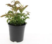 3 stuks | Spiraea japonica 'Crispa' C1.5 cm