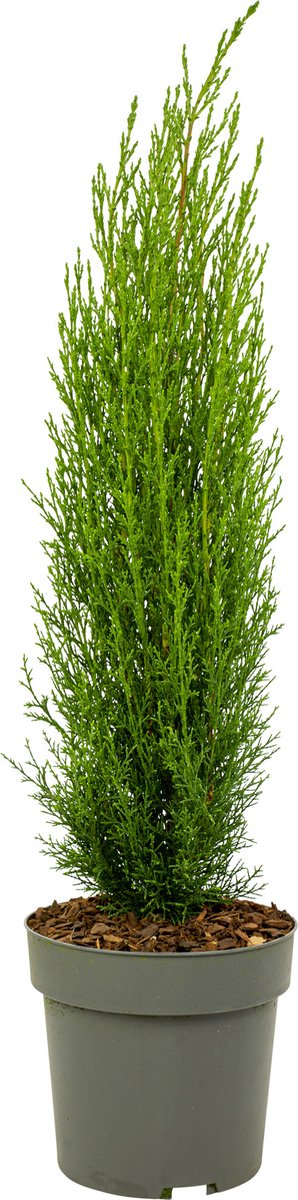 Plant in a Box - Cupressus sempervirens - Toscaanse Cipres - Zuilvormige conifeer - Pot 19cm - Hoogte 60-80cm