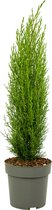 Plant in a Box - Cupressus sempervirens - Toscaanse Cipres - Zuilvormige conifeer - Pot 19cm - Hoogte 70-80cm