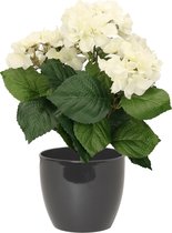 Hortensia kunstplant met bloemen wit - in pot antraciet grijs - 40 cm hoog