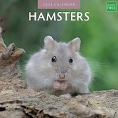 Calendrier des Hamsters 2024