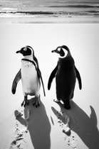 Pinguin Poster | Zwart Wit Poster | Dierenposter | Pinguin Koppel | Wanddecoratie | Muurposter | 51x71cm | YR | Geschikt om in te lijsten