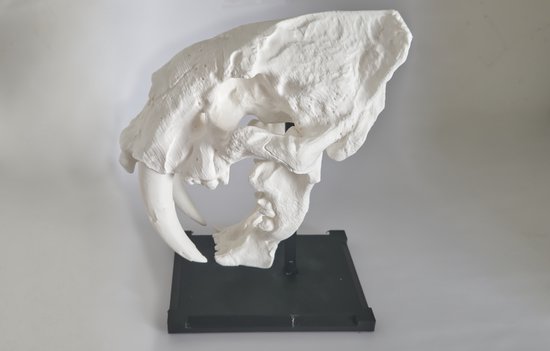 Sabeltand tijger schedel - Ornament - Bureau versiering - koptelefoon houder - Woonkamer ornament - Prehistorisch - Dinosaurus
