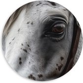 PVC Schuimplaat Muurcirkel - Wit gevlekt paard met een halster om - 60x60 cm Foto op Muurcirkel (met ophangsysteem)