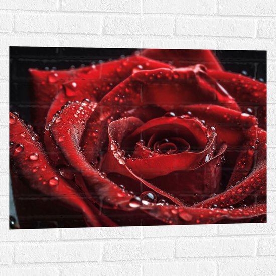 Foto: Muursticker grote rode roos met waterdruppels erop bloemen 80x60 cm foto op muursticker
