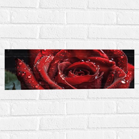 Foto: Muursticker grote rode roos met waterdruppels erop bloemen 60x20 cm foto op muursticker